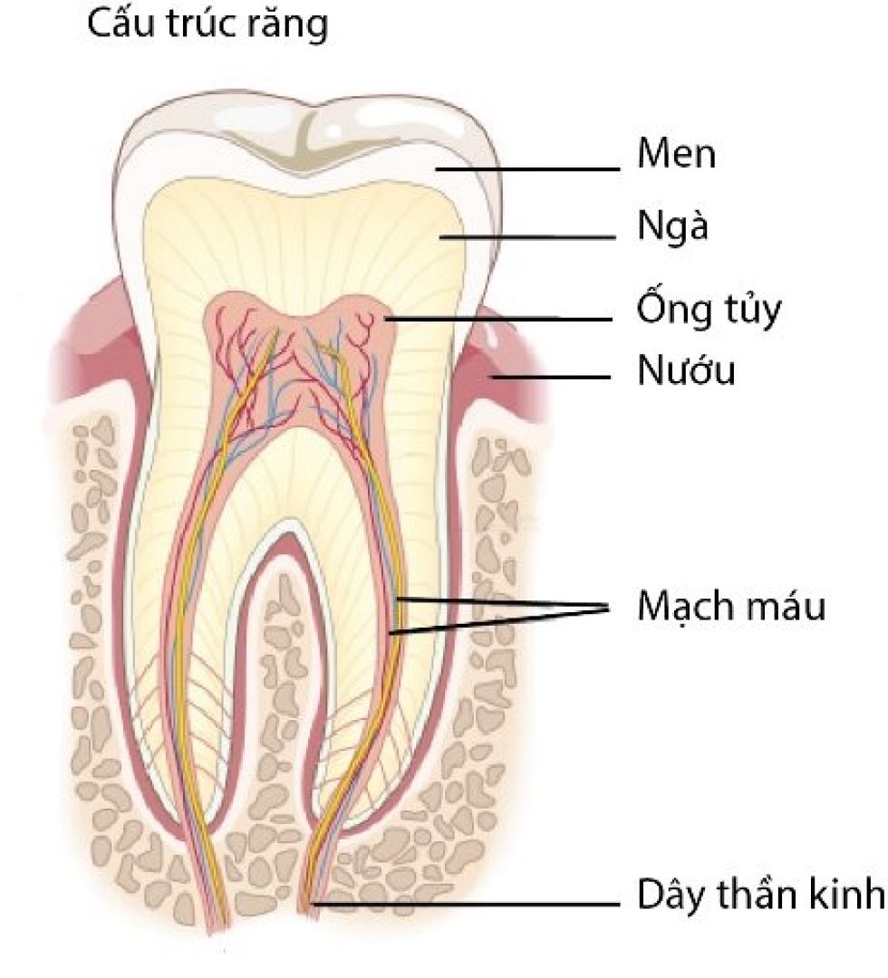 Tủy răng có chứa nhiều dây thần kinh và mạch máu